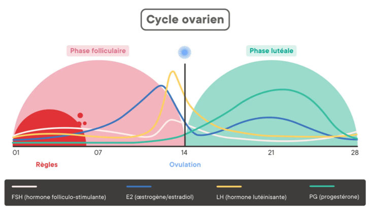 Cycle menstruel.png